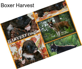 Boxer Harvest