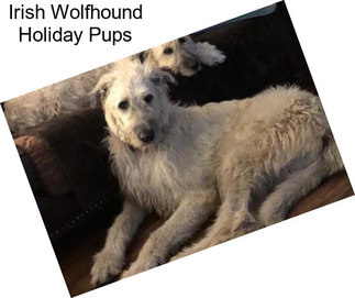 Irish Wolfhound Holiday Pups