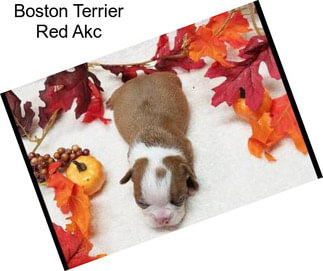 Boston Terrier Red Akc