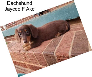 Dachshund Jaycee F Akc