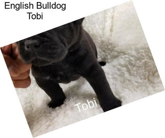 English Bulldog Tobi