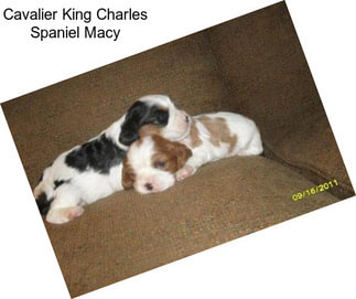 Cavalier King Charles Spaniel Macy