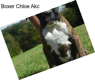 Boxer Chloe Akc