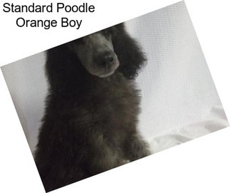 Standard Poodle Orange Boy