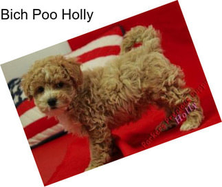 Bich Poo Holly