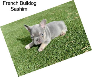 French Bulldog Sashimi