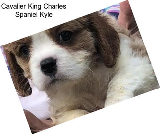 Cavalier King Charles Spaniel Kyle