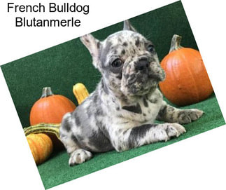 French Bulldog Blutanmerle