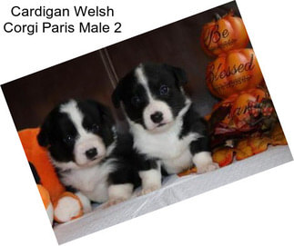 Cardigan Welsh Corgi Paris Male 2