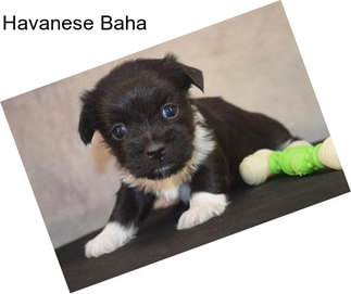 Havanese Baha