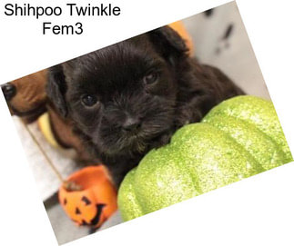 Shihpoo Twinkle Fem3