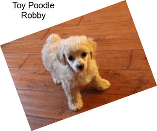 Toy Poodle Robby