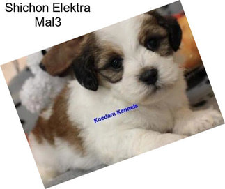 Shichon Elektra Mal3