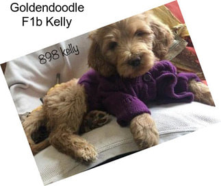 Goldendoodle F1b Kelly