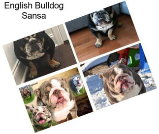 English Bulldog Sansa