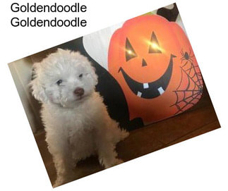 Goldendoodle Goldendoodle