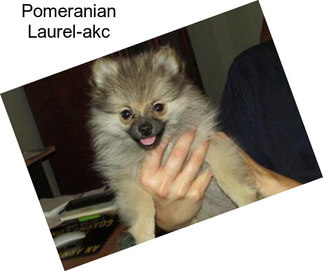 Pomeranian Laurel-akc