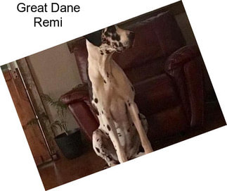 Great Dane Remi