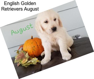 English Golden Retrievers August