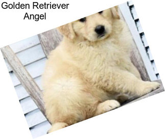 Golden Retriever Angel