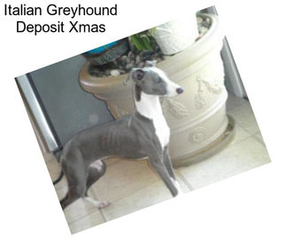 Italian Greyhound Deposit Xmas