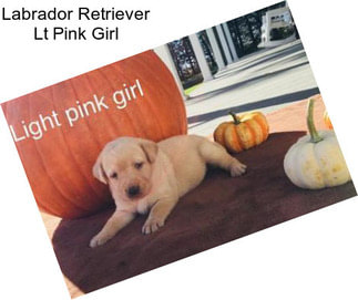 Labrador Retriever Lt Pink Girl