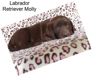 Labrador Retriever Molly