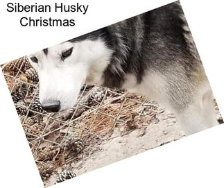 Siberian Husky Christmas