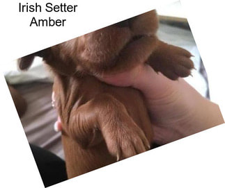 Irish Setter Amber