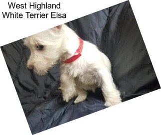 West Highland White Terrier Elsa