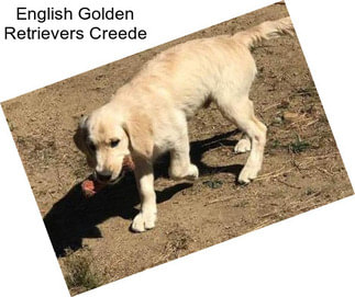 English Golden Retrievers Creede