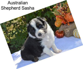 Australian Shepherd Sasha