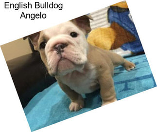 English Bulldog Angelo