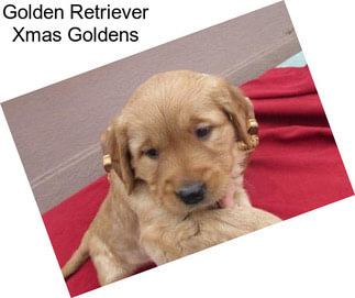 Golden Retriever Xmas Goldens