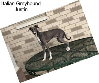 Italian Greyhound Justin