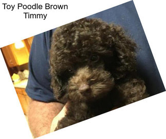 Toy Poodle Brown Timmy