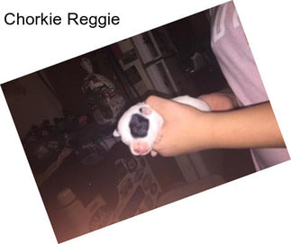 Chorkie Reggie