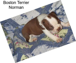 Boston Terrier Norman