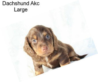 Dachshund Akc Large