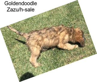 Goldendoodle Zazu/h-sale