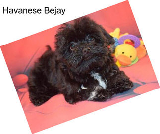 Havanese Bejay