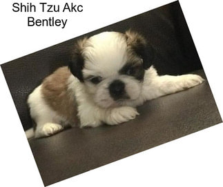 Shih Tzu Akc Bentley