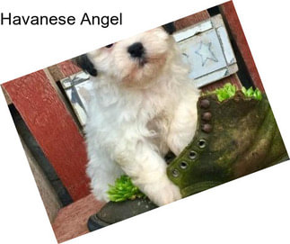 Havanese Angel