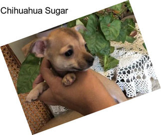 Chihuahua Sugar