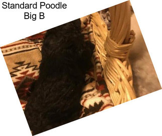 Standard Poodle Big B