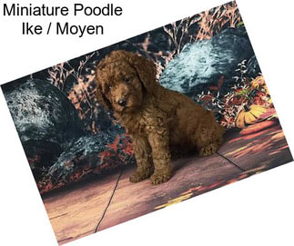 Miniature Poodle Ike / Moyen