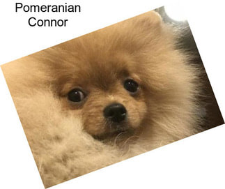 Pomeranian Connor