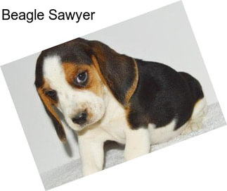 Beagle Sawyer