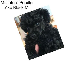 Miniature Poodle Akc Black M