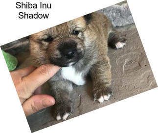 Shiba Inu Shadow